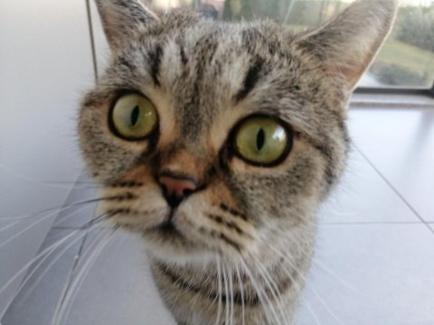 British shorthair kızımıza güvenli yuva arıyoruz