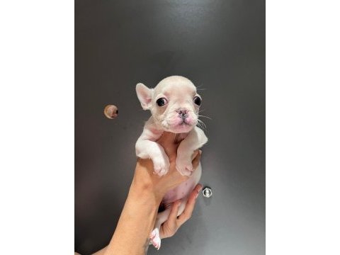 Black and tan platinum french bulldog yavrular