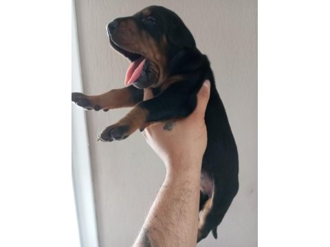 Dev doberman yavruları king kaliteli kan
