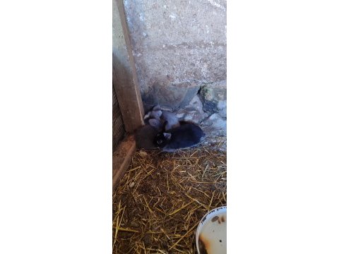Orjinal hollanda lop tavşanı