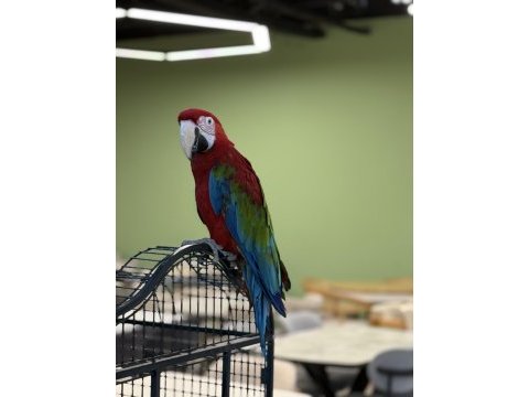 Kırmızı ara macaw yavrusu citypetshop