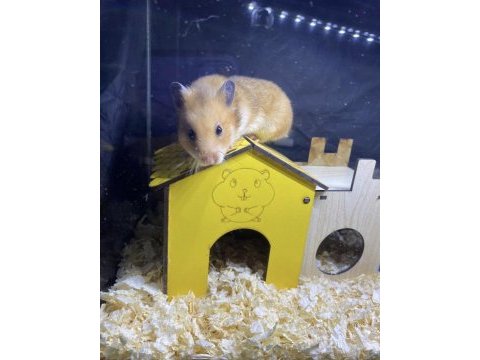 Baby fish aquarium sağlıklı hamster ve yavrular