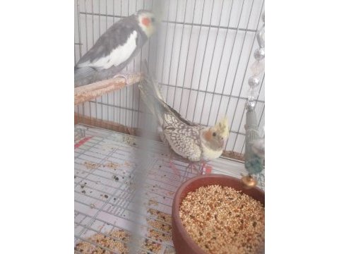 2.5 aylık sultan papağanı (lütfen açıklamayı okuyun)