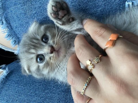 1 aylık scottish fold miayı sahiplendirmek istiyorum