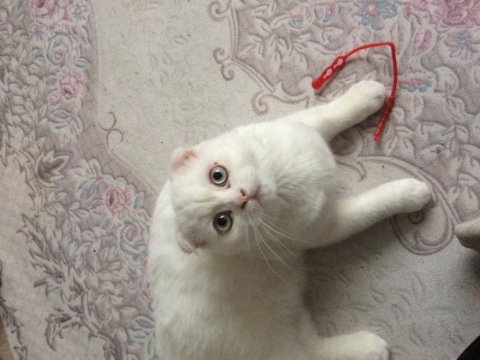 Karbeyaz mavi gözlü kedimiz uyguna sahiplendirilecek kedim