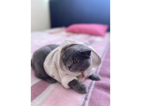 British shorthair 3 yaşında dişi