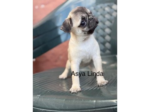 Dişi pug mops yavrumuz