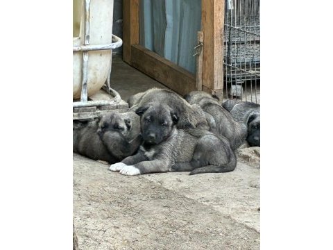 Çiftlikten safkan kangal