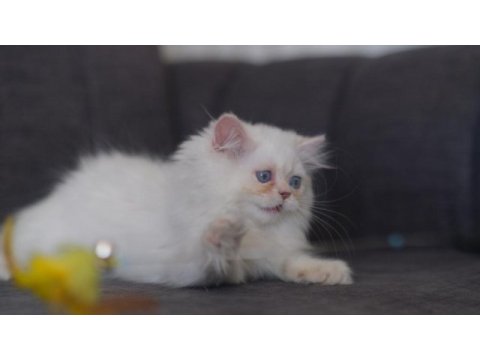 British longhair golden point erkek kedi
