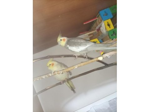 Eş halinde sultan papağanı takım