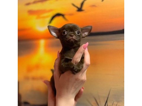 Irk garantili chihuahua yavruları
