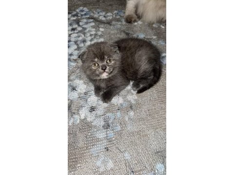 Scottish fold yavrular