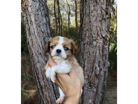 A sınıf cavalier kıng charles