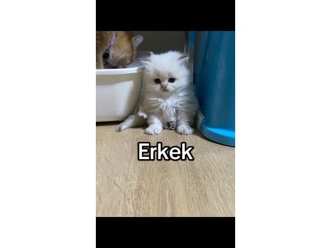 Dünyalar güzeli british shorthair yavrular
