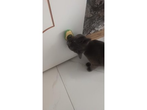 14 şubat doğumlu british shorthair yavrularımız