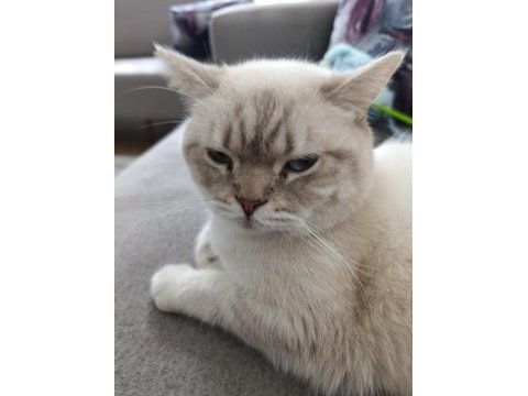 Scottish fold cinsi kedimize yuva arıyoruz