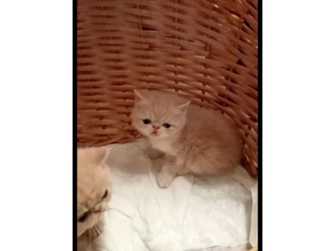 Küçük garfield kedimiz başka bir aileye gitmeye hazır