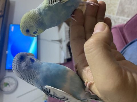 Sağlık muhabbet kuşumuz