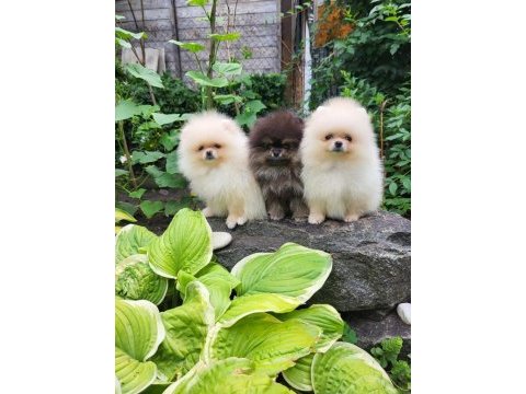 Pomeranian yavruları