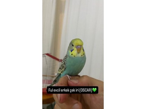 Evcil yavru muhabbet kuşu