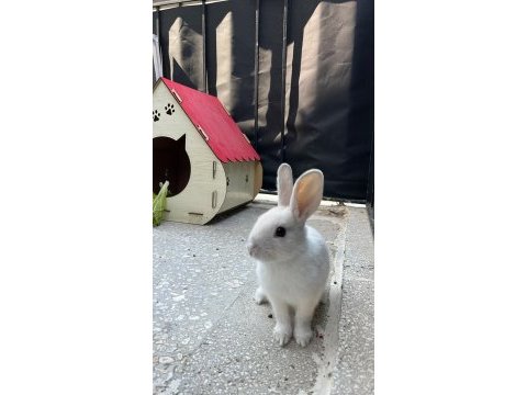 Cüce tavşanımız