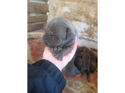 Orjinal blue cane corso italiano yavrular