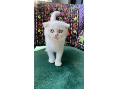 Bembeyaz kırık kulak scottish fold yavru