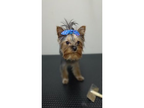 İstanbul beylikdüzü yorkshire terrier
