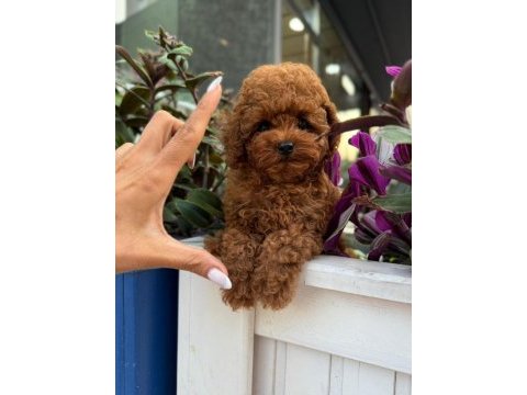 Tüy dökmeyen basık suratlı kore yavru köpeğim