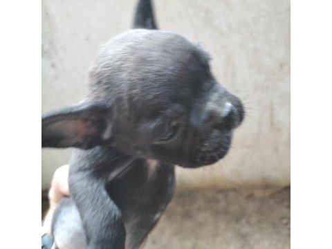 İlgilenen arkadaşlara french bulldog