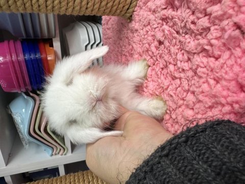 Renk renk hollanda ve teddy lop tavşanı bebekler