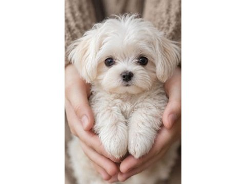 Maltese terrier sıfır no:xs teacup minikler