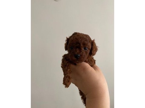 Kore toy poodle