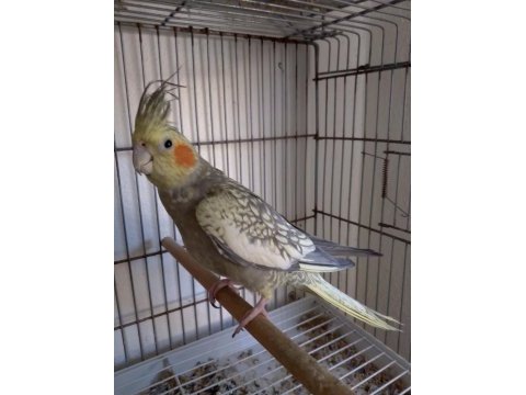 Dişi sultan papağanı yavru yumurta görmüş