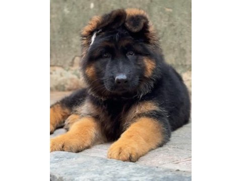 Iyisi değil en iyisi alman kurdu kapıda ödeme mevcuttur