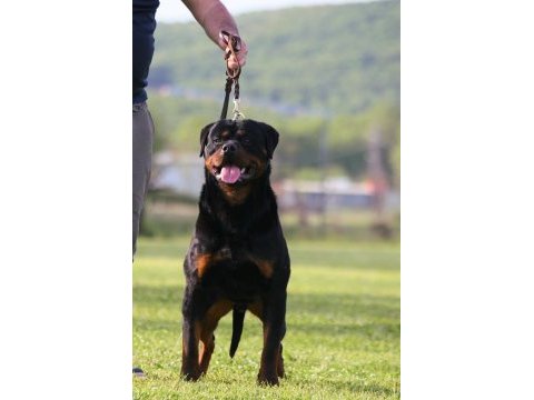 Şecereli şampiyon rottweiler yavruları
