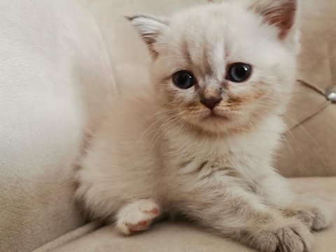 50 günlük bebek british kedimiz