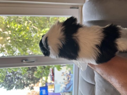 Shih tzu şitsu a kalite hızlı gönderim bursa türkiye