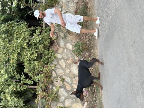 Safkan eğitimli doberman