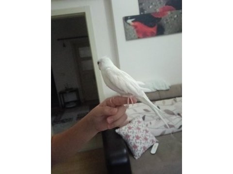 Erkek yavru sultan papağanı ile takas olunur