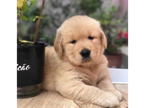 Golden retriever puppies