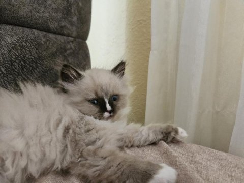 Kediseverler için melez ragdoll yavrularım