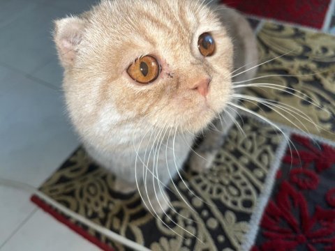Scottish fold gold kedimiz