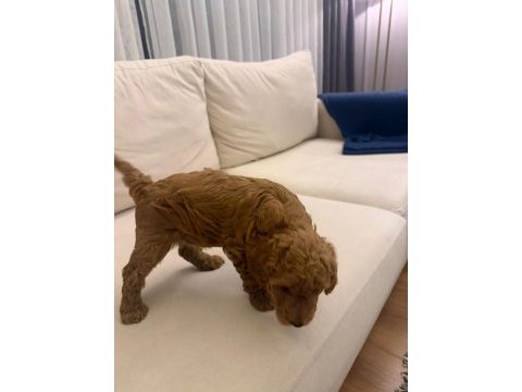 Wc eğitimli  toy poodle yavruları