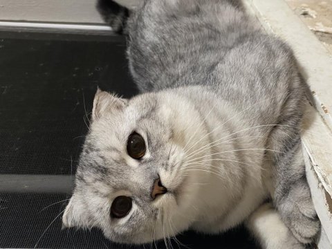 Scottish fold