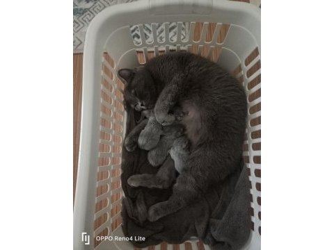 British shorthair yavruları