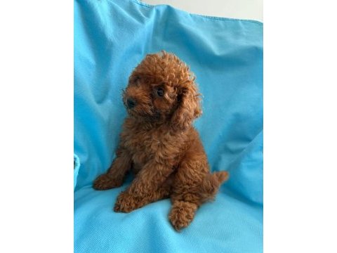 Toy poodle yavrularımız