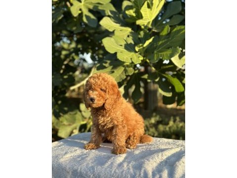 A kalite toy poodle yavrular