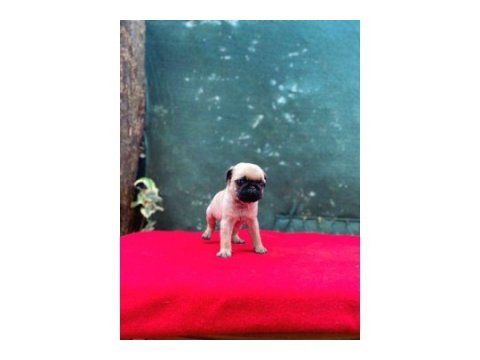 A kalite pug (rıfkı)