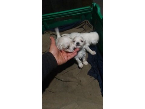 Terrier maltese bebek